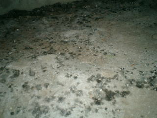 床下土壌のカビ