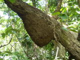 タカサゴシロアリの巣