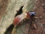 ダイコクシロアリの兵蟻