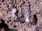 ニトベシロアリの職蟻