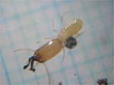 ニトベシロアリの兵蟻