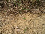 タイワンシロアリの蟻土