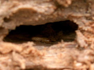 ヤマトシロアリの兵蟻