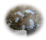ヤマトシロアリの幼虫